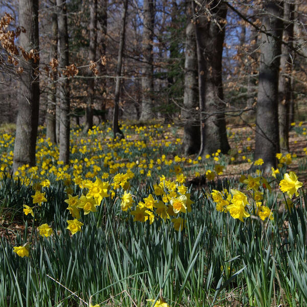 A carpet of daffodils look stunning in the Cheviot Hills Domain each year