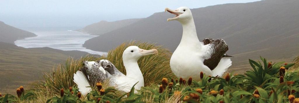 Albatross on the Subantarctic Islands