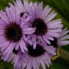 Wildflowers in the Subantarctic Islands