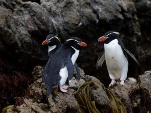 Pinguine der subantarktischen Inseln