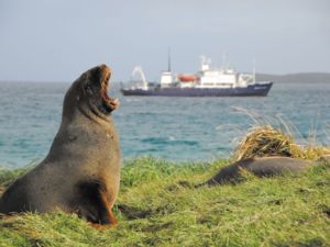 Spirit of Enderby in the Subantarctic Islands