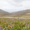 Wildflowers blooming in the Subantarctic Islands