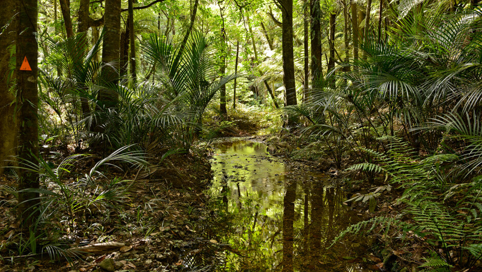 A pristine freshwater stream for your Kneipp therapy.
 Kneipp therapy