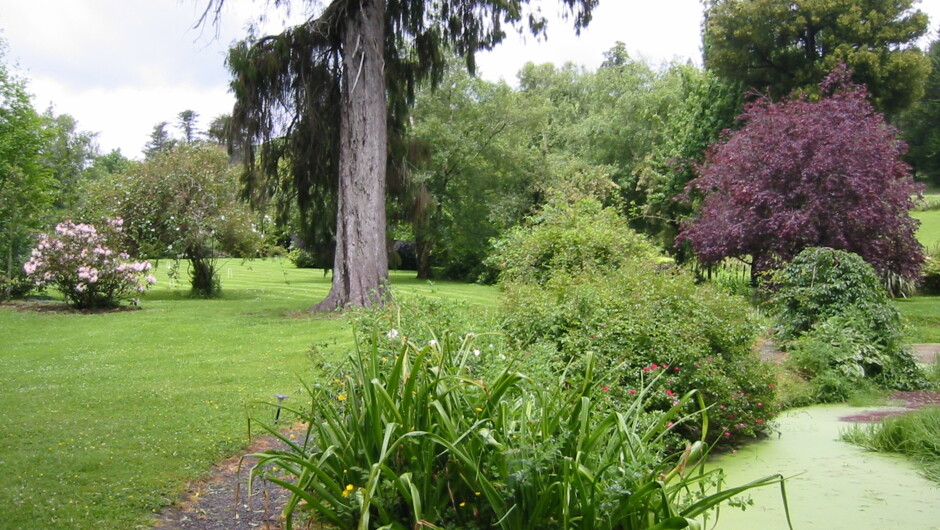 Rimu tree