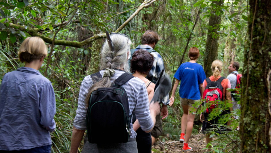 Adventure Puketi - Guided Kauri Rainforest Tours into the Puketi Forest