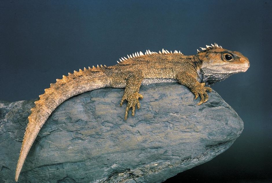 Tuatara can live for over 100 years, and are only found on protected offshore islands.