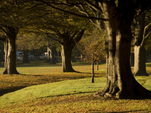 Christchurch Botanic Gardens