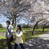 Blossom Trees in full bloom