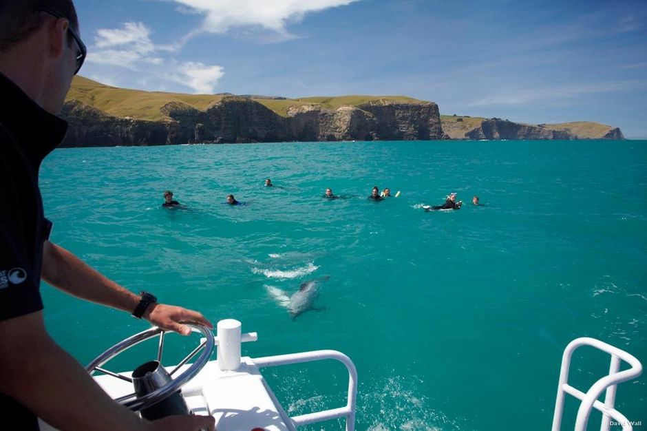 Dolphin Swimming, Akaroa