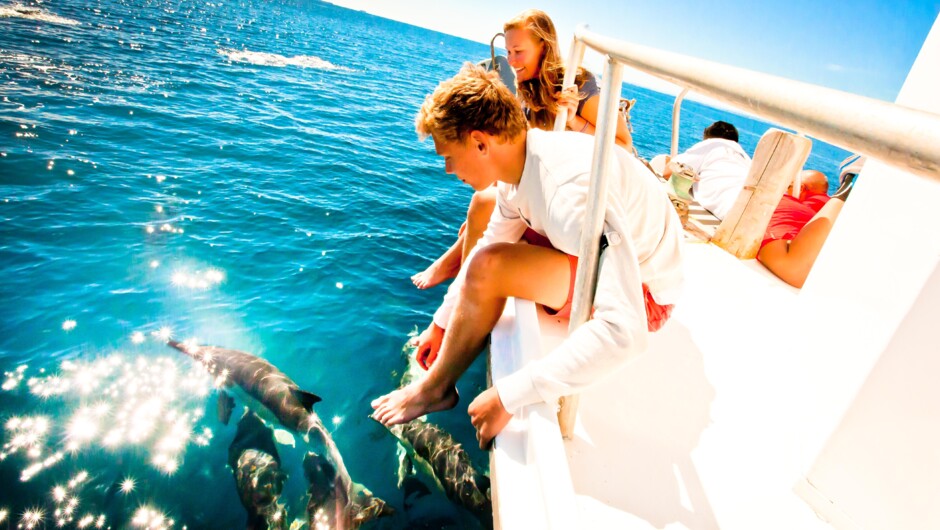 Dolphins on front of boat.
Island and Wildlife Cruise.
Bay Explorer. Tauranga. New Zealand