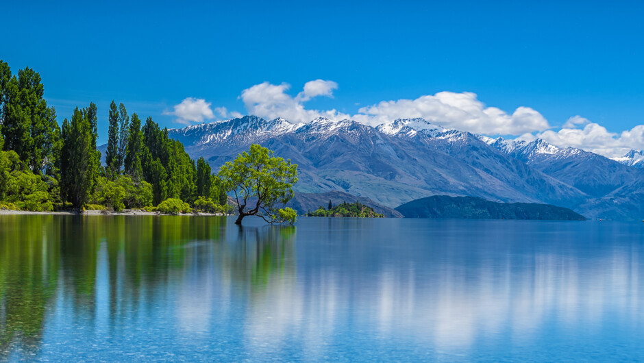 WANAKA LAKE TREE