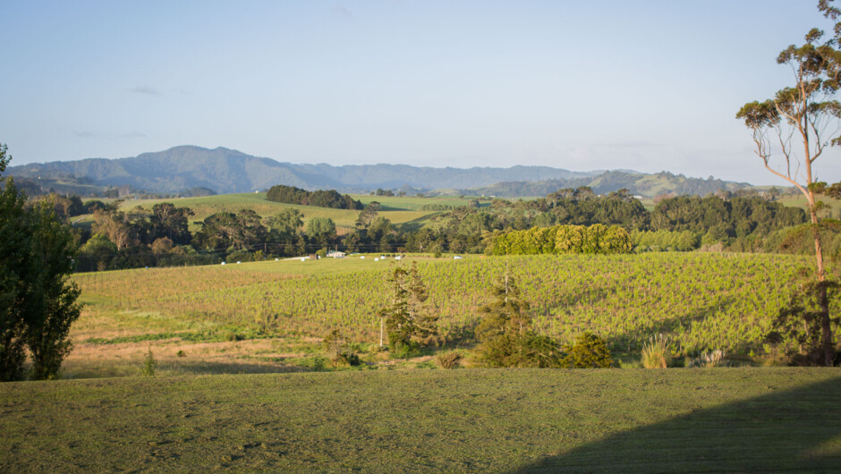 Looking over vineyard