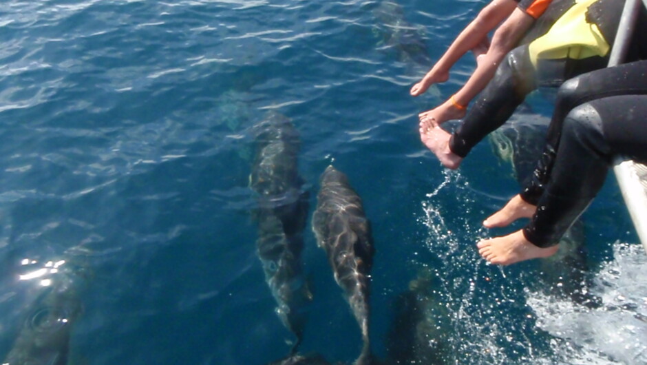 Dolphin in the Whakatane waters near White Island, Bay of Plenty New Zealand