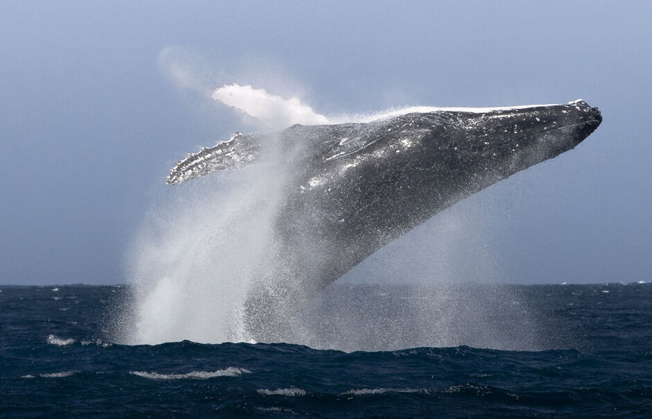 Whale watching with Bay Explorer