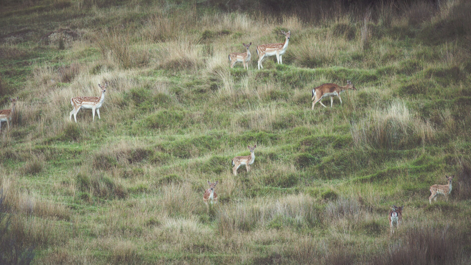 Buck and Doe hunts.