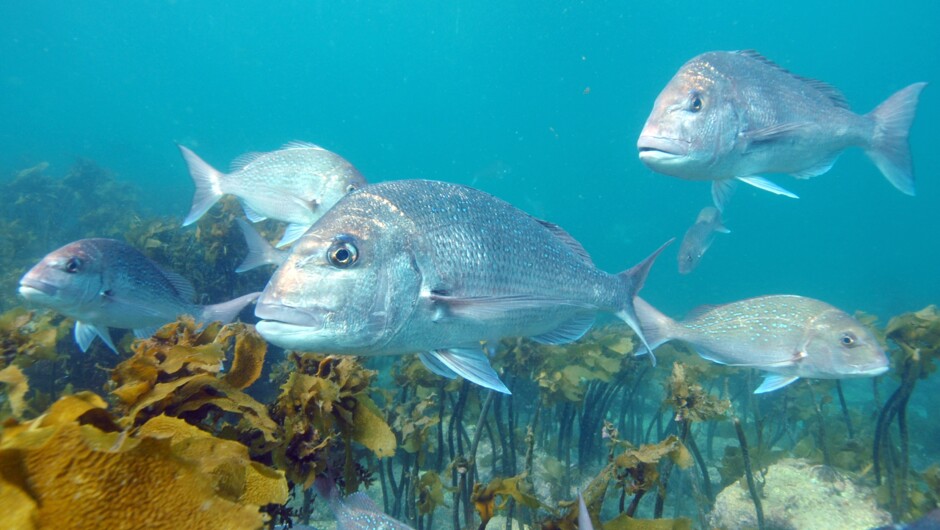 Snapper at Goat Island