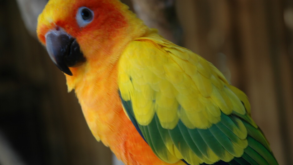 Sun Conure