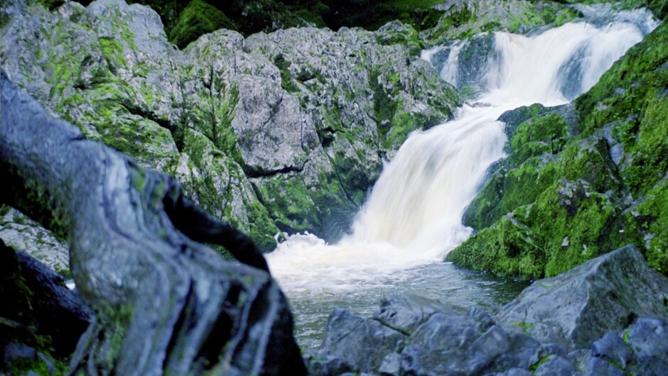 River sources in native bush