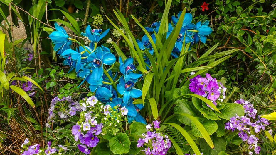 Pukekura Park, New Plymouth