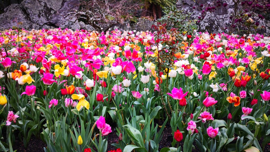 See the 16,000 tulips burst in to colour in August.