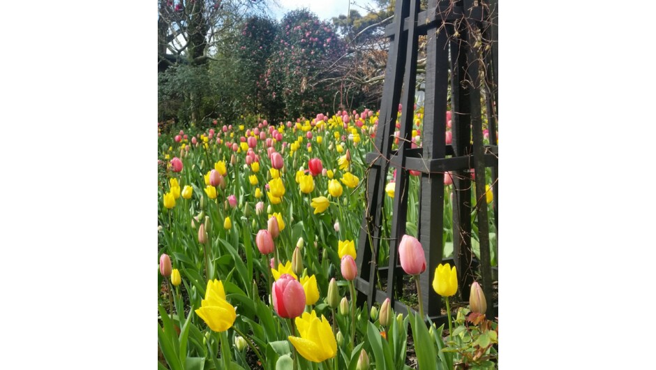 See the 16,00 tulips at our annual August festival.