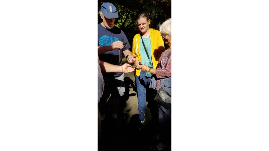 Watch a butterfly release!