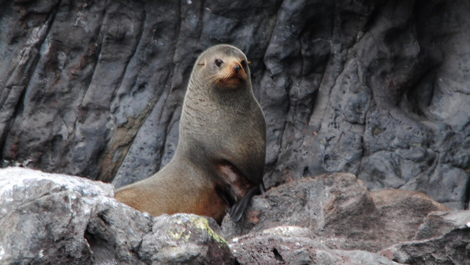 NZ Fur Seal