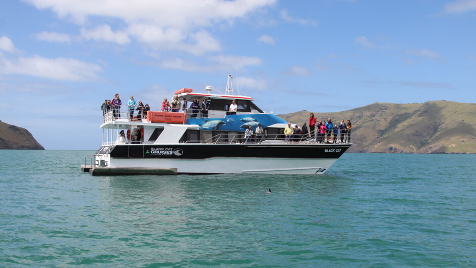 Black Cat Catamaran on the Akaroa Harbour Nature Cruise