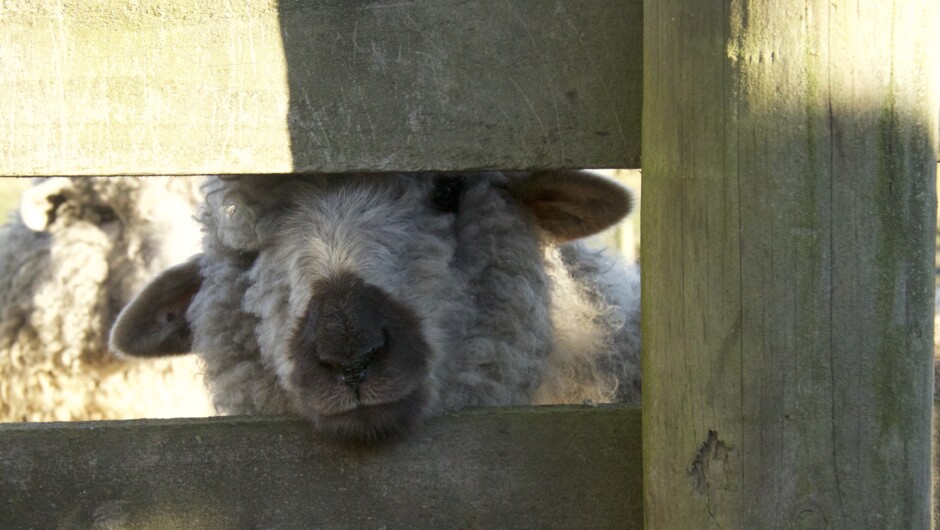 Aaarty our black-nosed sheep ready for a snack