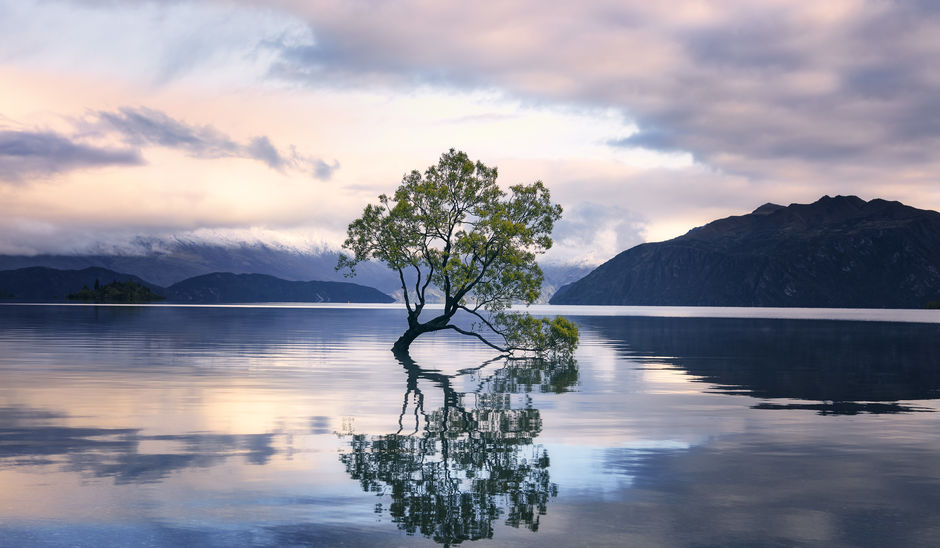 The famous Wānaka Tree