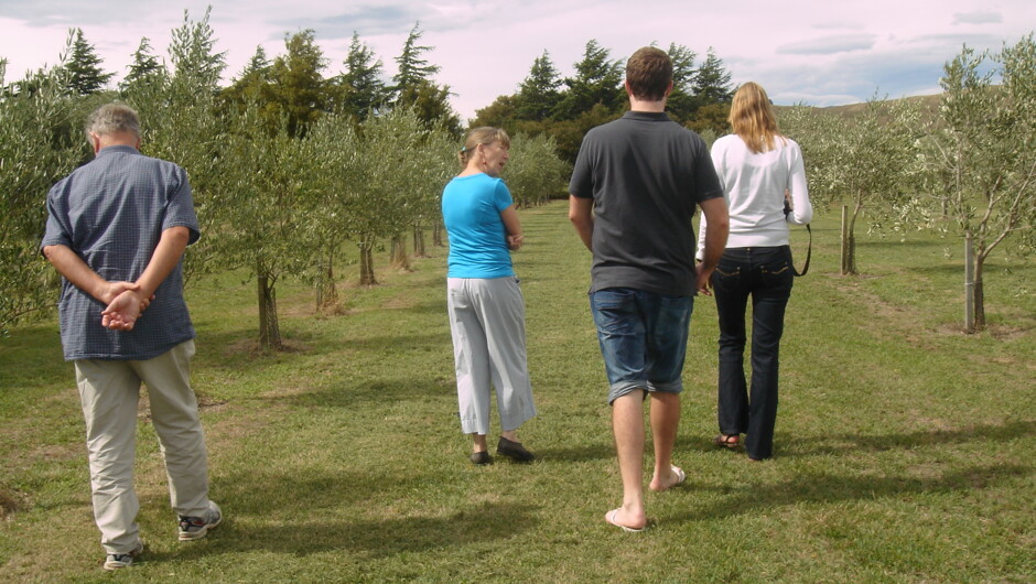 Tree to Table olive grove tour