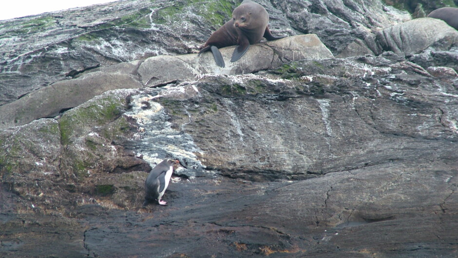 NZ Fur Seals