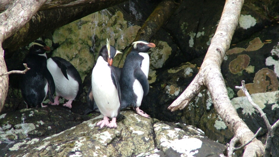 Fiordland Crested Penguins