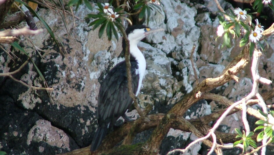 See New Zealand Birdlife