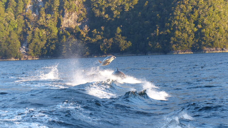 Dolphins dancing in the waves