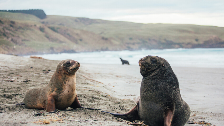 A female and male NZ sea lion on an Otago Peninsula beach.