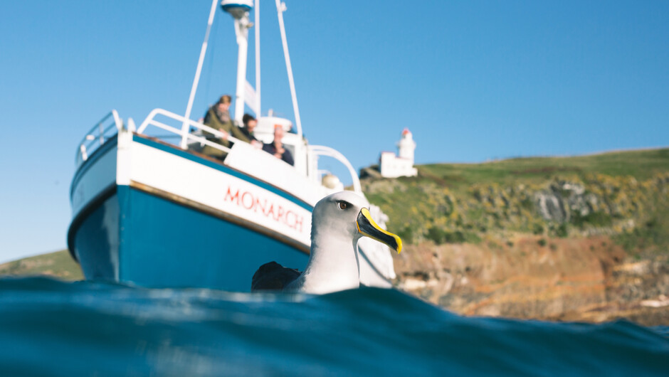 Watching a beautiful bullers albatross in Lighthouse Bay.