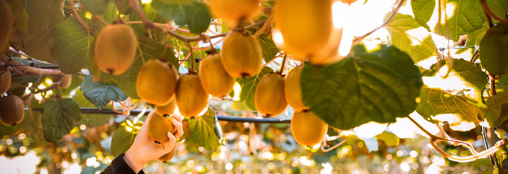 Kiwifruit Orchard