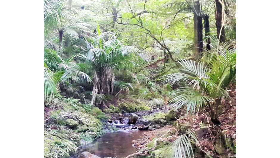 Rocky stream at the bottom of the property