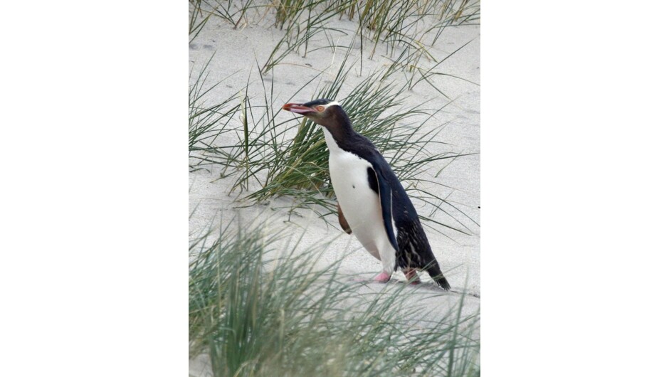 Yellow Eyed Penguin