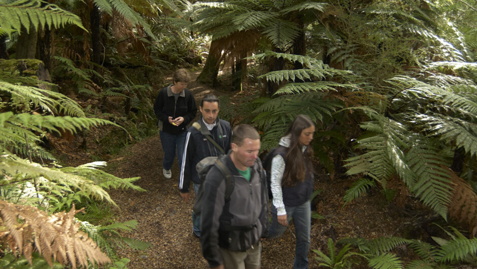 Kepler Track ferns