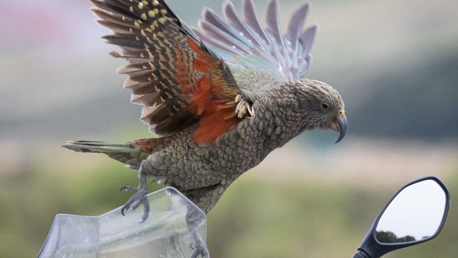 The Worlds only alpine Parrot and only in NZ