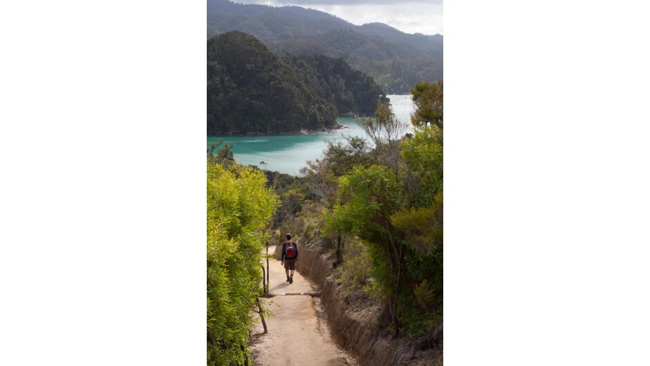 Hiking near Marlborough Sound