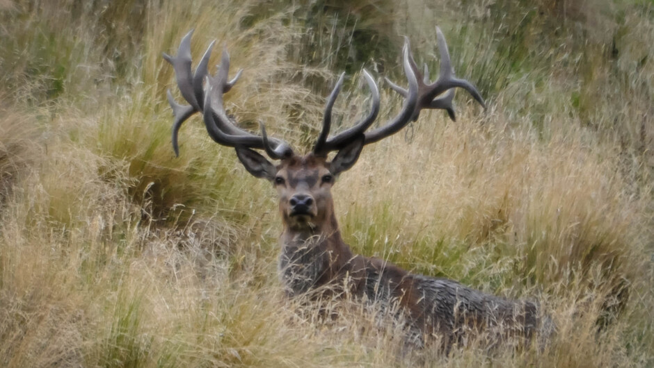 Red Stag