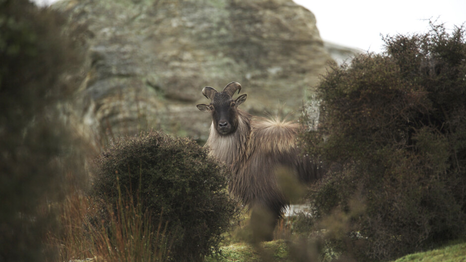 Tahr