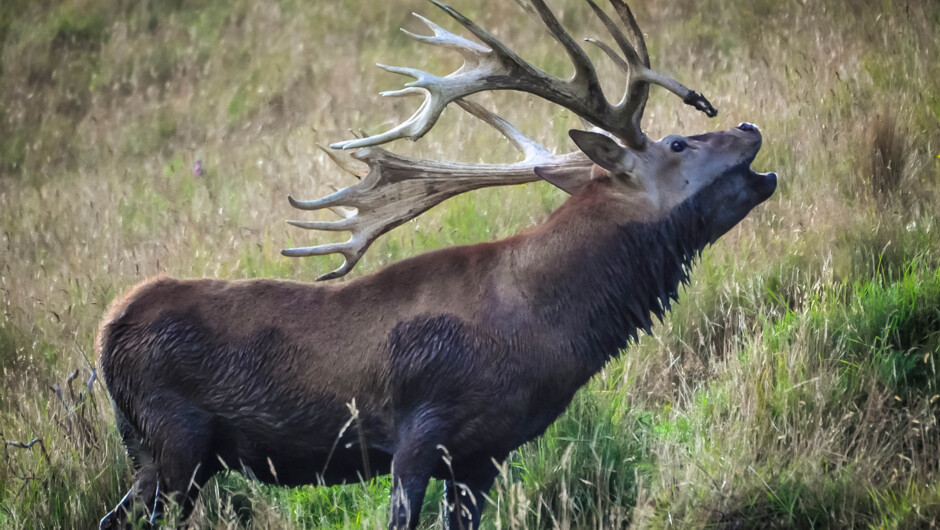 Red Stag