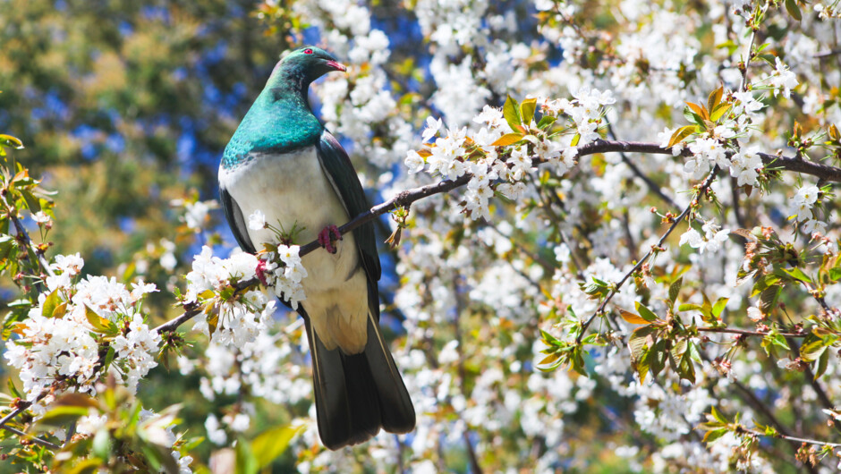 New Zealand wood pigeon or Kereru.