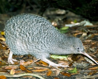 Kapiti Island Nature Tours | Activity in Wellington, New Zealand