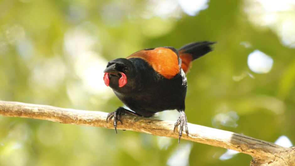 Tieke