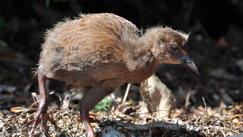 Weka Chick